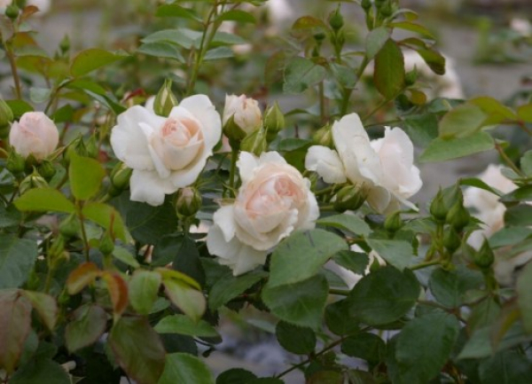 Hochstammrose Aspirin 2